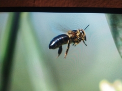 Apis mellifera