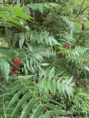 Rhus typhina