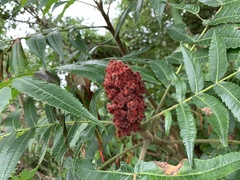 Rhus typhina