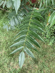 Rhus typhina