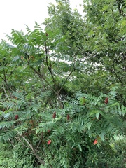 Rhus typhina