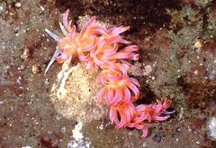 Phyllodesmium