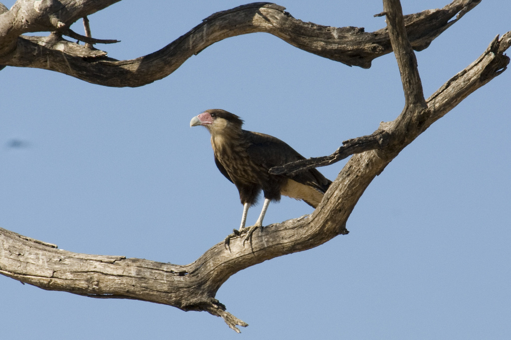 Crested Caracara from Bañado La Estrella, Formosa on March 31, 2013 by ...