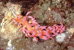Phyllodesmium