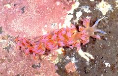 Phyllodesmium