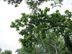 Catalpa