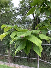 Catalpa
