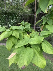 Catalpa