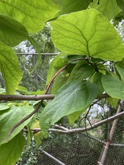 Catalpa