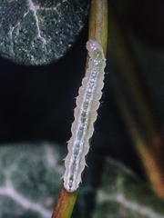 Lepidoptera