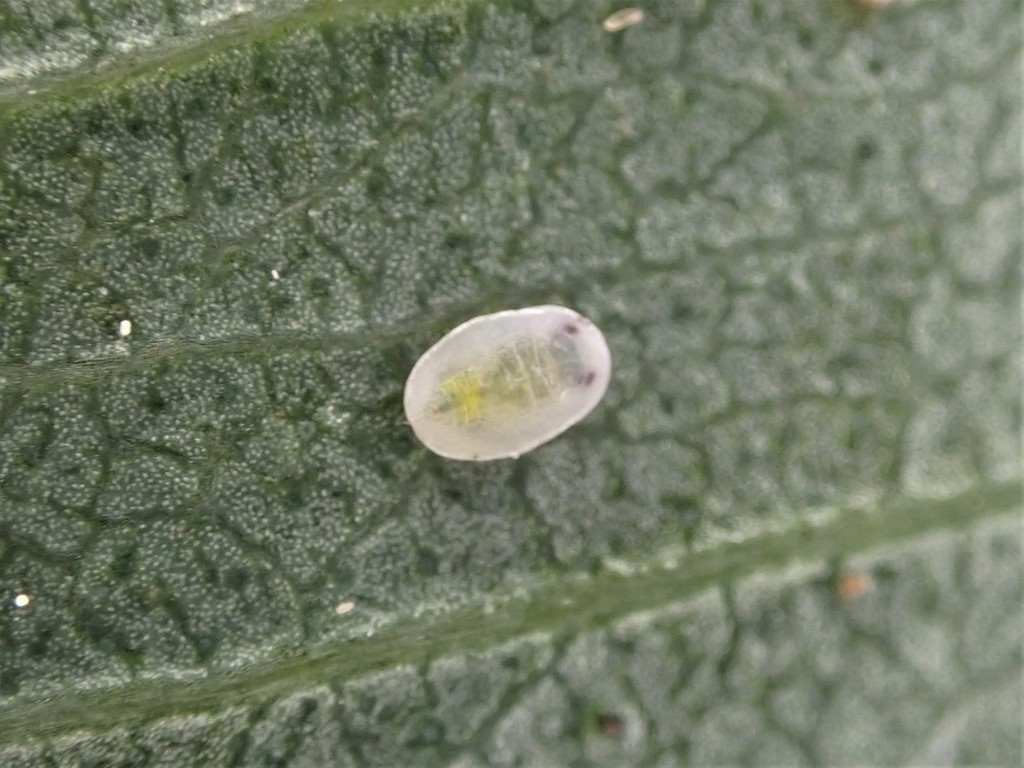 Eucalyptus whitefly