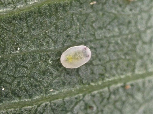 Eucalyptus Whitefly (Dumbletoniella eucalypti) · iNaturalist