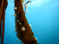 Sycozoa gaimardi