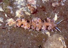 Phyllodesmium
