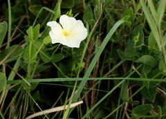 Thunbergia dregeana