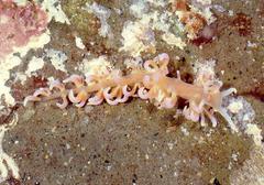 Phyllodesmium