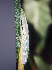 Lepidoptera
