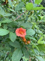 Campsis radicans
