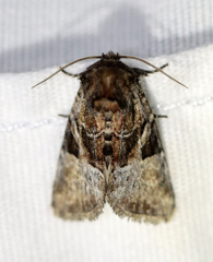 Meropleon diversicolor