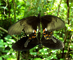 Papilio polytes