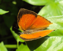 Loxura atymnus