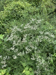 Eupatorium