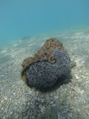 Irciniidae