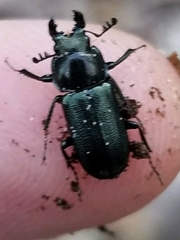 Platycerus
