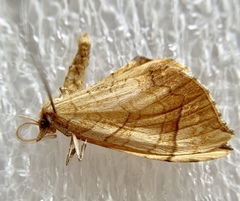Eulithis luteolata