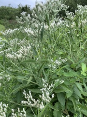 Eupatorium