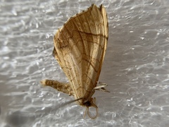 Eulithis luteolata