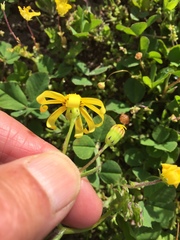 Senecio abruptus