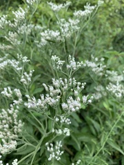 Eupatorium