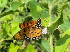 Acraea terpsicore