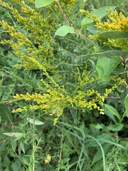 Solidago