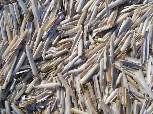 Solen cylindraceus