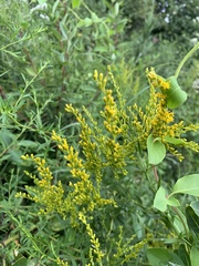 Solidago