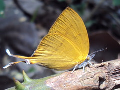 Loxura atymnus