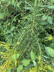 Solidago
