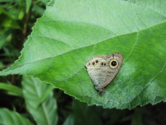 Ypthima baldus