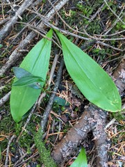 Clintonia uniflora