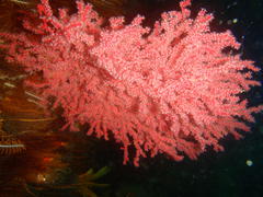 Melithaea rubra