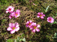 Oxalis glabra