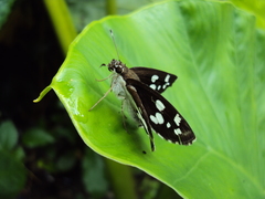 Udaspes folus