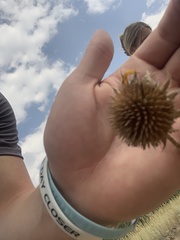 Echinacea angustifolia