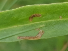 Bucculatrix maritima