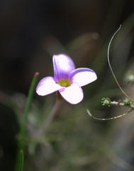 Oxalis polyphylla