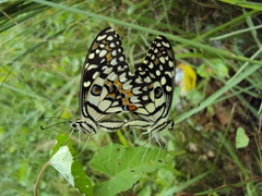 Papilio demoleus