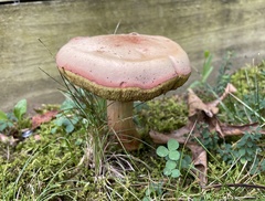 Boletus patrioticus