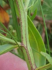 Bucculatrix maritima